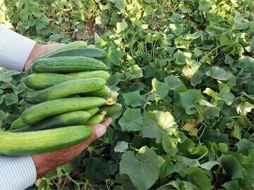 خودکشی اقتصادی: سبزیجات در صف کالاهای لوکس!