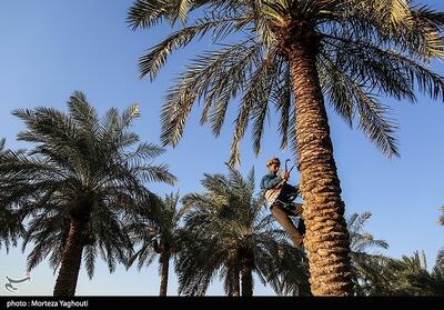 برداشت خرما از نخلستان‌های غزاویه