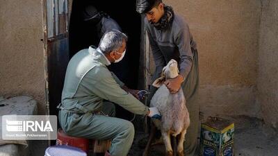 بیش از ۲۵ هزار راس دام در کردستان واکسینه شدند