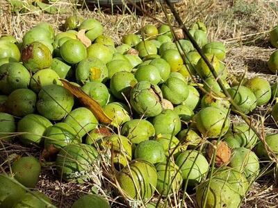 جهانی شدن گردوی تویسرکان با صنایع تبدیلی