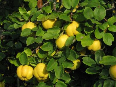 راهنمای کامل کاشت، پرورش و نگهداری از درخت به