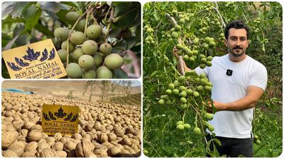 درآمد 15 میلیاردی درهکتار با کاشت نهال گردو ژنوتیپ رویال  تیپ7