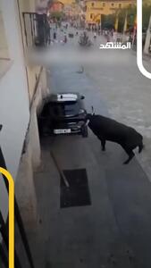ببینید؛ حمله گاو نر خشمگین به یک خودرو