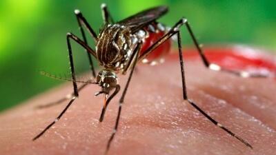 ۲۹ مبتلا به تب دنگی شناسایی شد