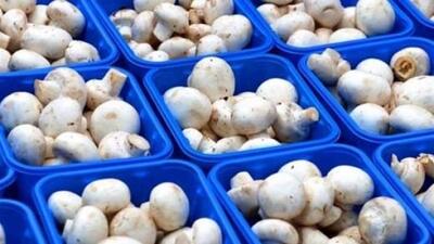 قیمت قارچ 3 برابر شد