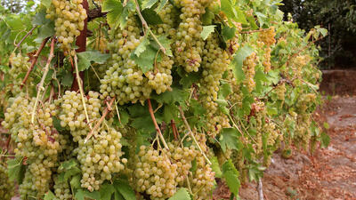 عمده سرمازدگی در باغات انگور سنتی و خزنده رخ می‌دهد