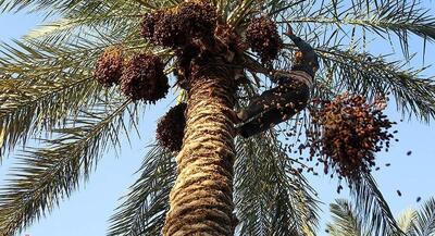 برداشت خرما از نخلستان های غزاویه | جهان نیوز