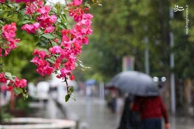 عکس/ بدرقه‌ی تابستان با بارش باران در رشت