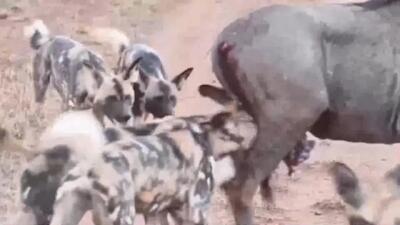 فیلم زنده‌خواری گوزن یال‌دار توسط سگ‌های وحشی