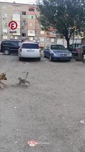 فیلم لحظه غافلگیری گربه شکارچی توسط سگ