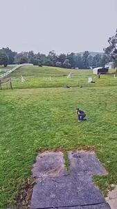 فیلم جفتک زدن اسب به صورت دختر جوان