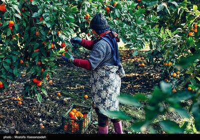 تهدید جدی مگس مدیترانه برای مرکبات/ وقتی باغ‌های شمال اسیر آفت می‌شوند - تسنیم