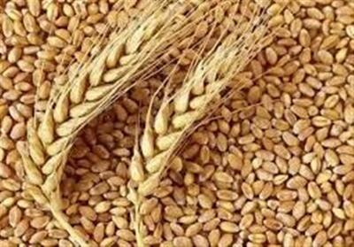 نرخ گندم صنف‌وصنعت امسال به قیمت واقعی نزدیک شد - تسنیم