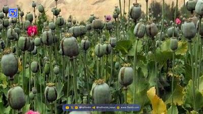 کشت مخدر داخل کشور؛ مسئولان درگیر بررسی، سودجویان مشغول برداشت!