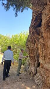 سرو‌های تاریخی زیرکوه با قدمت ۱۵۰۰ ساله، میراثی ماندگار در خراسان جنوبی