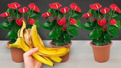 فقط با یک پوست موز، گل آنتوریوم شما به طرز درخشانی شکوفا خواهد شد !