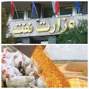بحران نهاده‌های دامی؛ سفره مردم قربانی سوءمدیریت در وزارت نفت