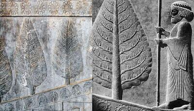 آیا آه سرو کاشمر، دامن خلیفه عباسی را گرفت؟
