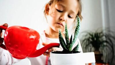 مراقب باشید، این گیاهان آپارتمانی برای کودکان خطرناکند!