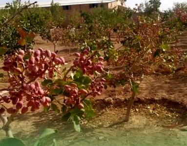 آغاز برداشت پسته در ارس با پیش‌بینی برداشت ۳۰۰ تنی از باغات مکانیزه