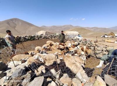 واکسیناسیون دام‌ها در فصل کوچ ضروری است