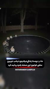 ثبت بازیگوشی خرگوش‌ها توسط دوربین مدار بسته
