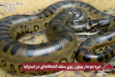 نورنما | نبرد دو مار پیتون روی سقف کتابخانه‌ای در استرالیا