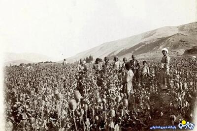 کشت خشخاش در ایران یکی از نتایج کاغذ پاره خواندن تحریم‌ها!