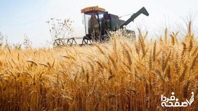 آخرین خبر از قیمت جدید گندم امروز دوشنبه ۲۴ شهریور ۱۴۰۴ | گندمکاران بخوانند