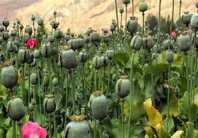 افزایش نگرانی‌ها از کشت غیرقانونی مواد مخدر در برخی مناطق کشور