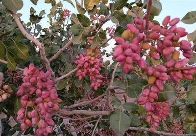 پیش‌بینی برداشت 4 هزار تن پسته خشک و درآمد 3200 میلیاردی در نیشابور - تسنیم