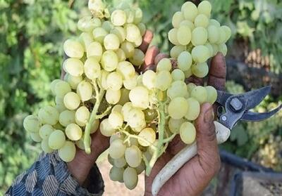 آغاز اصلاح و احیای باغات انگور استان چهارمحال و بختیاری - تسنیم