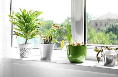 دلایل اصلی پژمرده شدن گیاهان آپارتمانی و روش‌های درمان آن