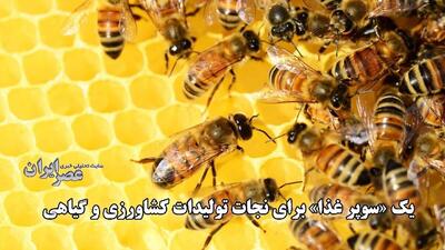 یک « سوپر غذا» برای نجات تولیدات کشاورزی و گیاهی / پایان بحران گرده برای یکی از مفیدترین‌های طبیعت (فیلم)
