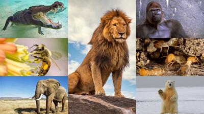 7 تا از قوی ترین حیوانات روی زمین !