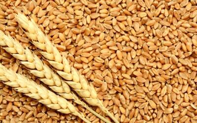 واردات برنج و گندم به کشور اوج گرفت | اقتصاد24