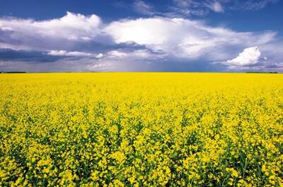 پرداخت کامل بهای خرید تضمینی محصول کلزای کشاورزان گلستانی