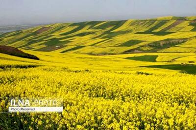 آغاز کشت دانه روغنی کلزا در 5000 هکتار از اراضی استان قزوین