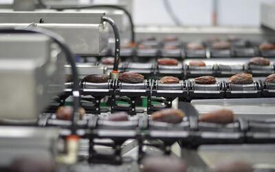 آذربایجان شرقی بدون حتی یک نخل، در جایگاه برتر فرآوری و بسته‌بندی خرما در کشور