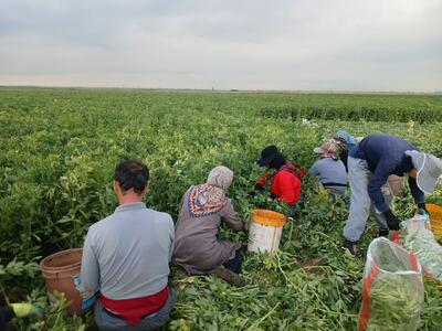 «نوجه ده» روستایی پیشرو در تولید ؛ لزوم حمایت از کشاورزان