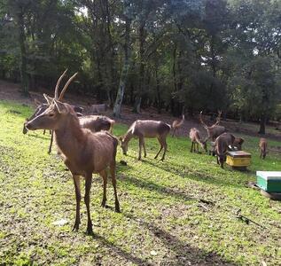 مشاهده و ثبت یک رأس گوزن زرد ایرانی متولد سال جاری در سایت فندقلو