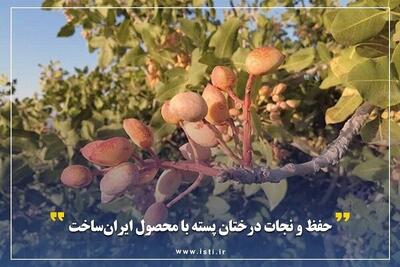 حفظ و نجات درختان پسته با محصول ایران‌ساخت