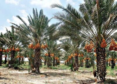 خوزستان دومین استان تولیدکننده خرما در کشور