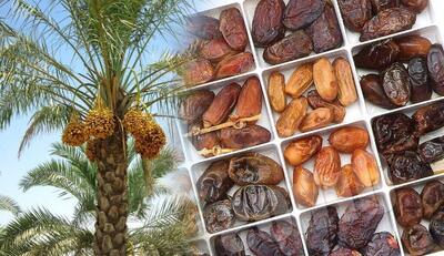 ایران دومین تولیدکننده خرما در جهان؛ صادرات در تنگنای محدودیت‌ها
