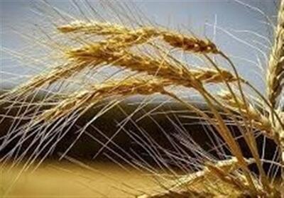 ‌اپیدمی گسترده‌ای در مزارع گندم گزارش نشد - تسنیم
