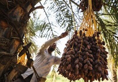 هرمزگان رتبه سوم تولید خرمای کشور را دارد - تسنیم
