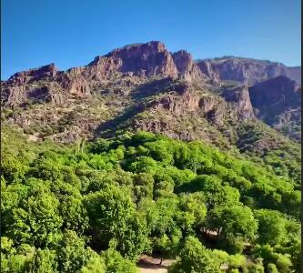 بیشه پیرتو در دورود لرستان