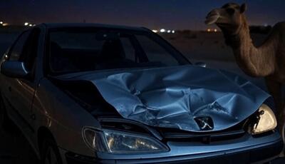 برخورد پژو با شتر سرگردان در جاده فرودگاه قشم جان راننده را گرفت