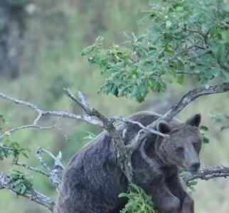 بلوط‌ خوری جالب بچه‌‌ خرس بالای درخت