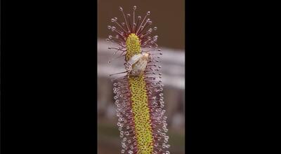 گیاه گوشت‌خوار در عمل شکار پروانه را بلعید